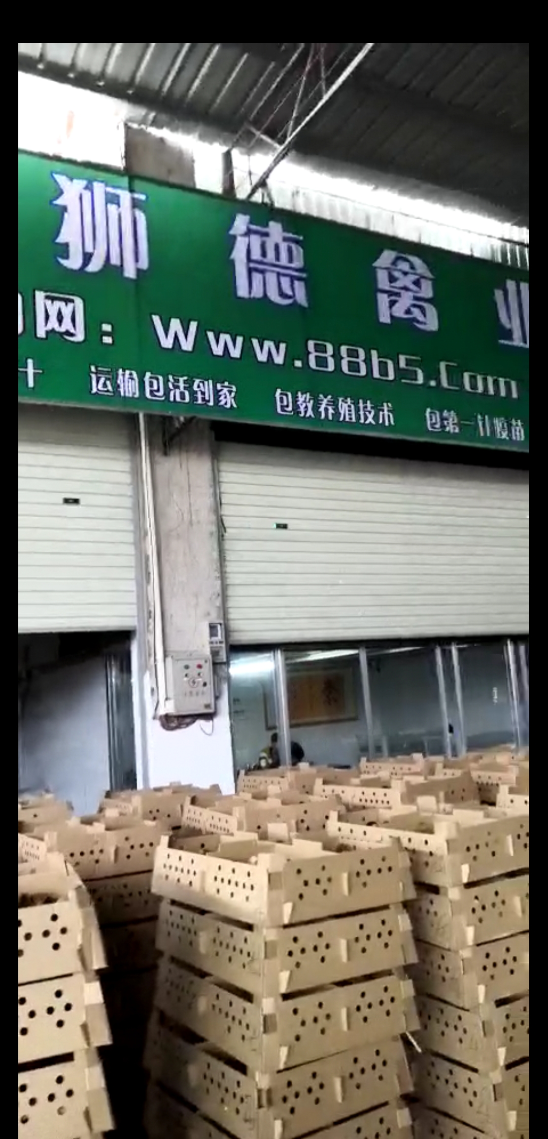 养殖）黔南都匀鸡苗+市场价格-茶花香土鸡苗教程欢迎您