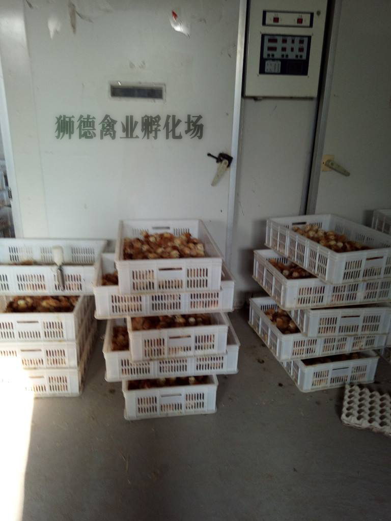 养殖）曲靖宣威鸡苗+市场地址-福州洪塘桥头卖鸭苗欢迎您