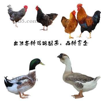 養(yǎng)殖）東莞謝崗鎮(zhèn)雞苗+孵化技術(shù)-鵝苗批發(fā)價(jià)格價(jià)格歡迎您