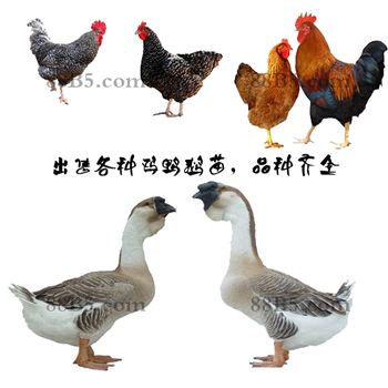 养殖）广州番禺鸡苗+脱温-承德朗德鹅苗孵化厂欢迎您