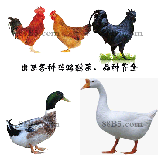 养殖）赣州南康鸡苗+批发市场地址-北京哪里有卖鸡苗欢迎您