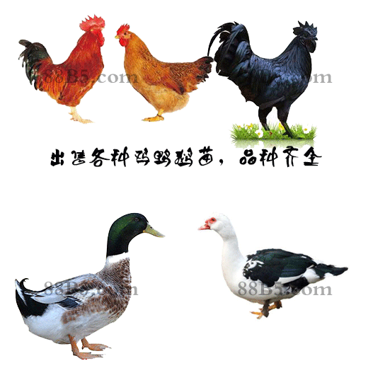 养殖）丽江宁蒗土鸡苗+价格行情-贵州鸡苗市场价格欢迎您