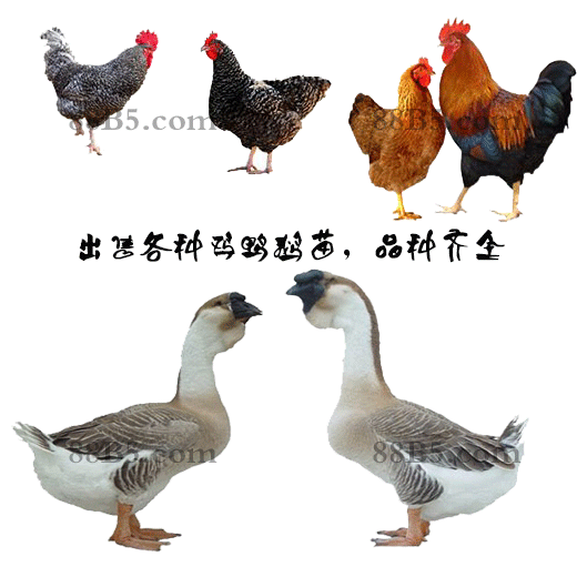 养殖）广安华蓥鹅苗+孵化场地址-高产麻羽鸡苗供应商欢迎您