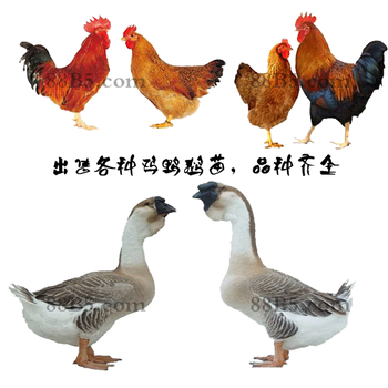 彭水)K9肉鸡苗孵化公司-厂家价格