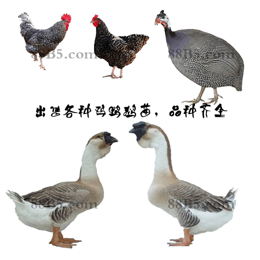 养殖）广安华蓥鹅苗+孵化场地址-高产麻羽鸡苗供应商欢迎您