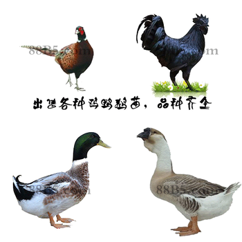 养殖）湘潭湘乡鸡苗+怎么预防-乌国鸡苗孵化厂欢迎您