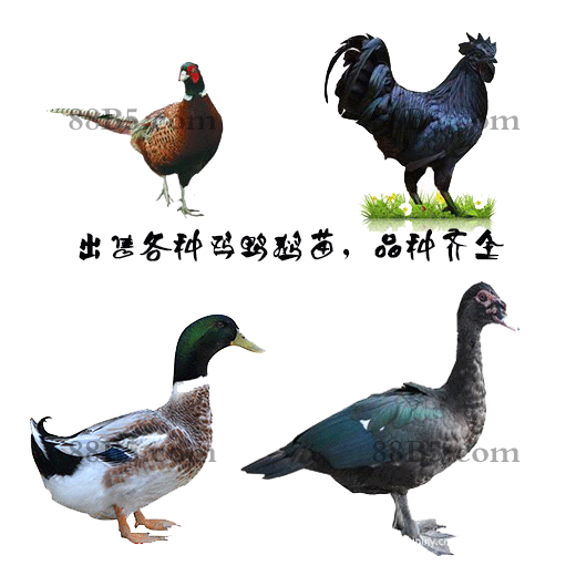 养殖）山西鸡苗+孵化技术-安徽萧县鹅苗孵化厂欢迎您