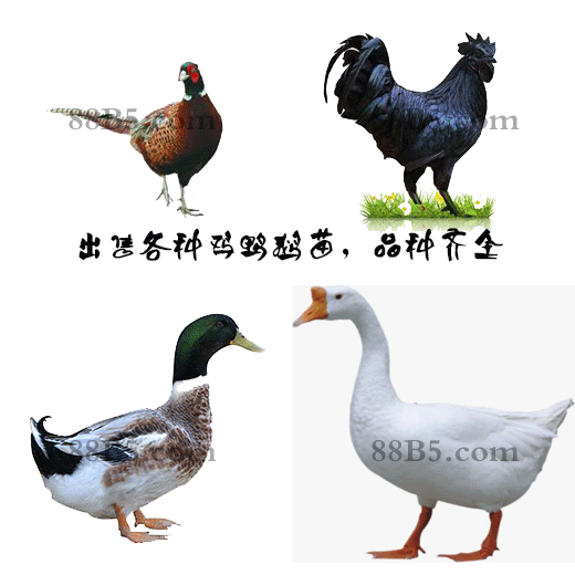 养殖）泉州德化土鸡苗+孵化厂-北京油鸡苗市场欢迎您