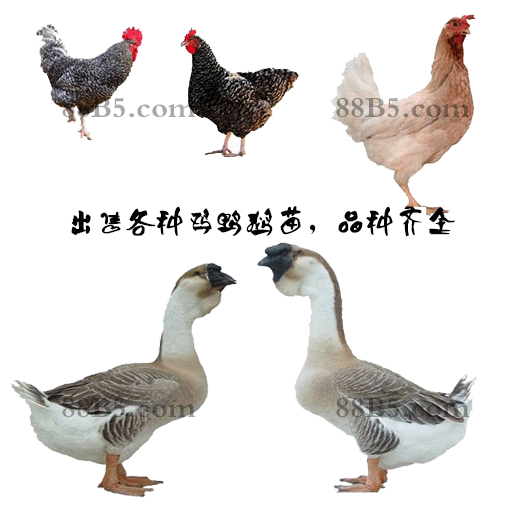 养殖）九江浔阳鹅苗+养殖-原鸡苗的价格行情欢迎您