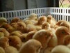 温州鸡苗附近价格、七彩鸡苗养殖技术承诺守信