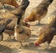 上海崇明鸡雏价格走势-广西省金陵鸡苗孵化场