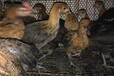 贵州六盘水鸡雏养鸡技术(八集鸡苗孵化场