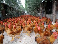 滨州鸡苗的价格、同亨鸡苗养殖中心_铸造辉煌图片3