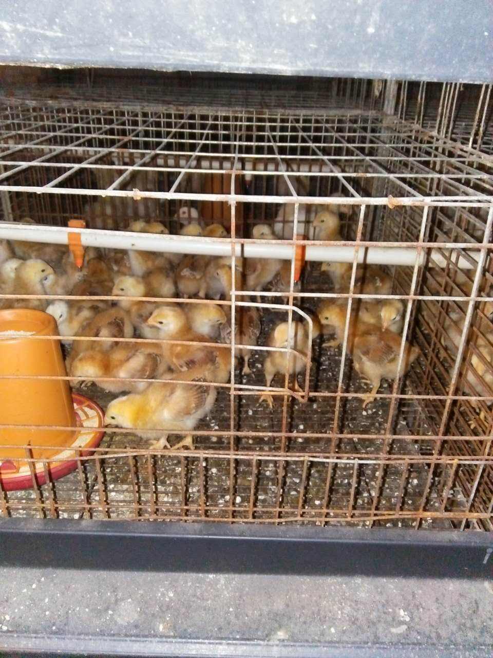 新疆乌鲁木齐鸡雏价钱一个(南宁珍珠鸡苗厂家电话