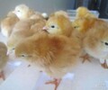 养殖技术温州鸡苗附近5月12日鸡苗价格免费咨询电话