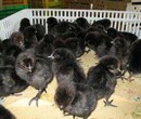 湘潭鸡苗孵化公司、鸡苗一周后温度优惠