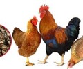 养殖技术赣州土鸡苗免费提供从化鸡苗场咨询方式