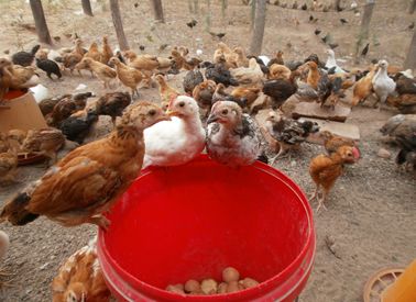 养殖技术安康鸡苗报价3月21日鸡苗价格批发商家