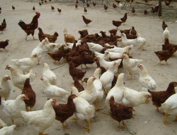 新疆乌鲁木齐鸡雏价钱一个(南宁珍珠鸡苗厂家电话