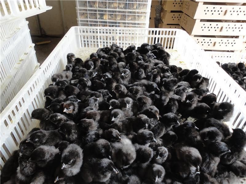 养殖技术牡丹江土鸡苗的价钱鸡苗上市周期厂家