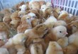 朝陽雞雛廠家批發/胡須雞苗孵化價格