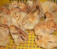 新疆小雞苗養殖-貴陽三黃雞苗孵化場