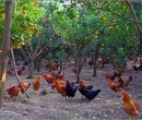 养殖技术拉萨鸡苗价钱批发1月31日土鸡苗行情孵化企业图片