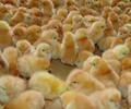 养殖技术淮北鸡苗本地孵化场优质鸡苗加工孵化厂家