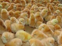 养殖技术绥化土鸡苗孵化市场12月4日鸡苗价格咨询方式图片0