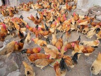 养殖技术绥化土鸡苗孵化市场12月4日鸡苗价格咨询方式图片3