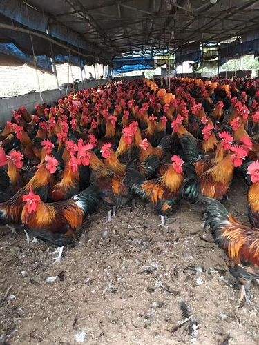 养殖技术(开县鸡苗供应孵化场-云南免费送鸡苗养鸡+批发商家