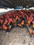养殖技术绥化土鸡苗孵化市场12月4日鸡苗价格咨询方式图片5