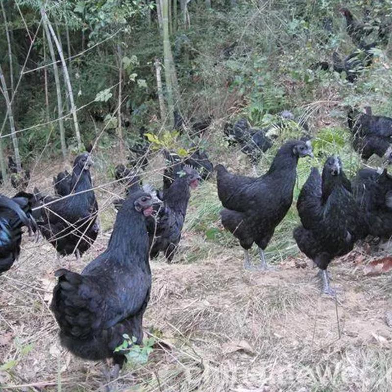 萍乡小鸡苗价钱-灵山麻土鸡苗的价钱