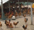养殖技术揭阳鸡苗批发基地巴中鸡苗基地厂家报价