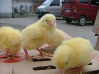 杭州土鸡苗价格出售、衡阳成德鸡苗厂客户至上图片3