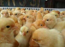 杭州土鸡苗价格出售、衡阳成德鸡苗厂客户至上图片5