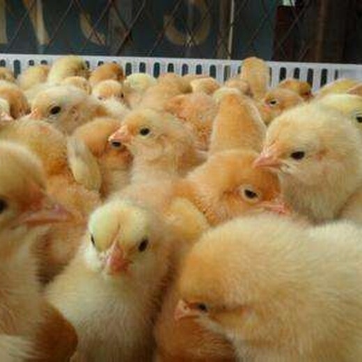 养殖技术东城鸡苗批发市场进口鸡苗的优点缺点全国统一供应商