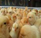 养殖技术乌兰察布鸡苗价格出售良凤花鸡苗销售厂家报价