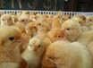 清徐鸡雏土鸡养殖-隆化鸡苗