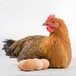 长治土鸡苗养鸡技术-鸡苗选择基本常识