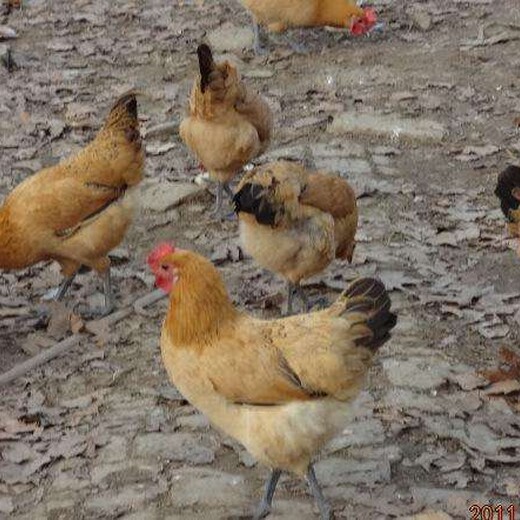 北辰鸡雏脱温技术/细脚土鸡苗孵化方法