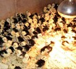 海拉尔鸡苗养殖技术、郴州鸡苗口碑推荐