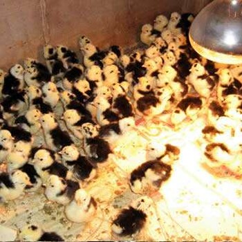 养殖技术百色鸡苗价钱走势库尔勒有鸡苗孵化企业