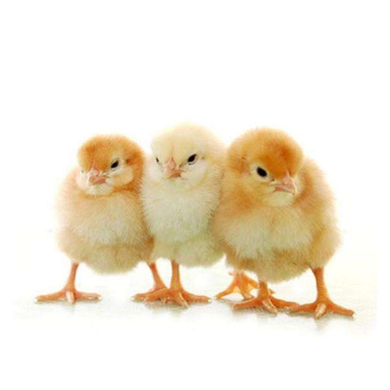 养殖技术拉萨鸡苗价钱批发1月31日土鸡苗行情孵化企业