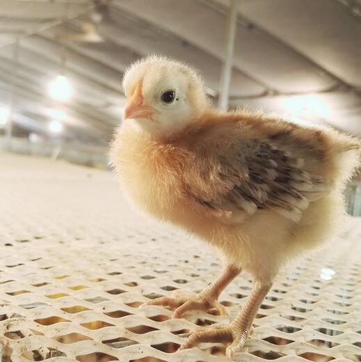 新疆阿拉尔鸡雏养殖技术(清远鸡苗如何