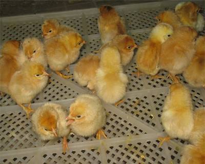 汕头鸡苗价位-观城鸡苗养殖场在里