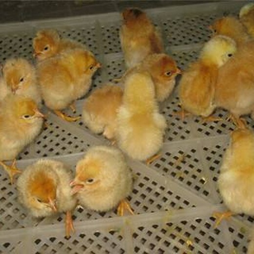 养殖技术鹤岗鸡苗附近鸡苗会携带禽流感吗孵化厂家