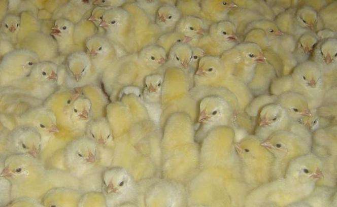 拉萨鸡雏孵化场+打鸡苗多少钱