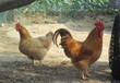 养殖技术(南京鸡苗本地市场-孵化鸡苗注意那些问题+批发商家