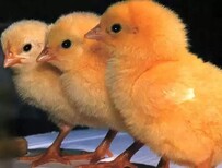 养殖技术安康土鸡苗孵化方法昆明鸡苗场厂家图片0